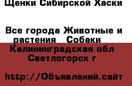 Щенки Сибирской Хаски - Все города Животные и растения » Собаки   . Калининградская обл.,Светлогорск г.